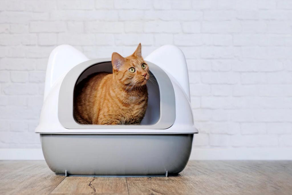 貓咪尿床怎麼處理