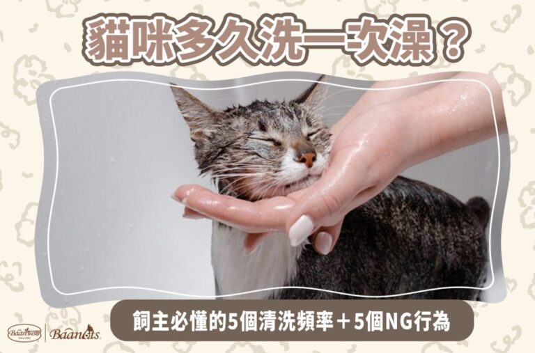 貓咪多久洗一次澡