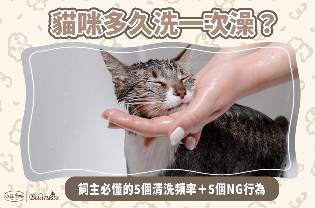 貓咪多久洗一次澡
