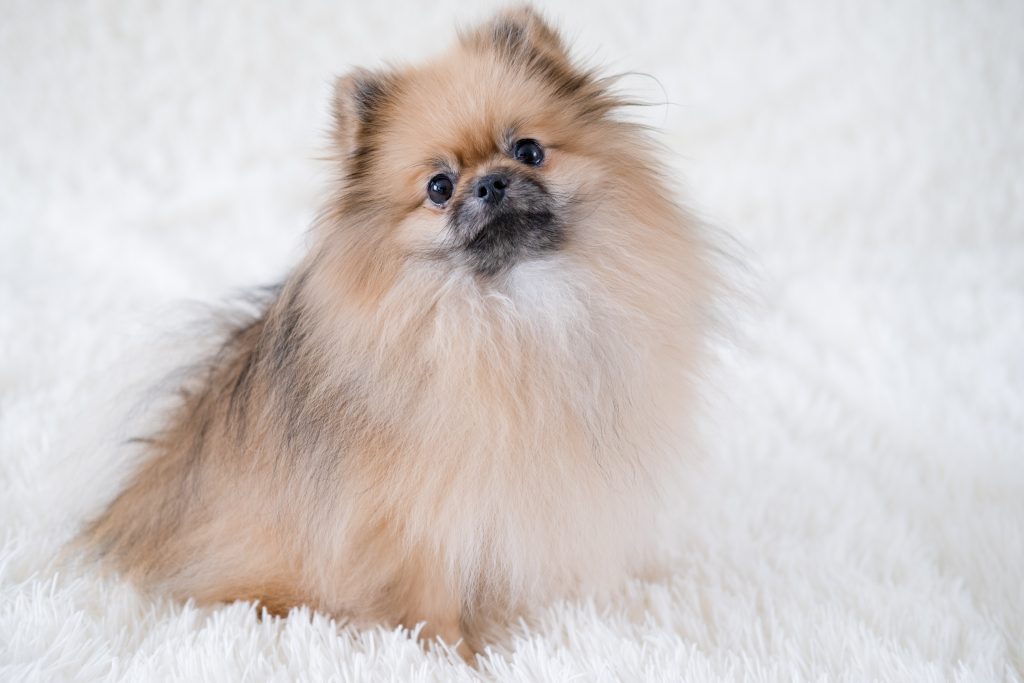 博美犬
