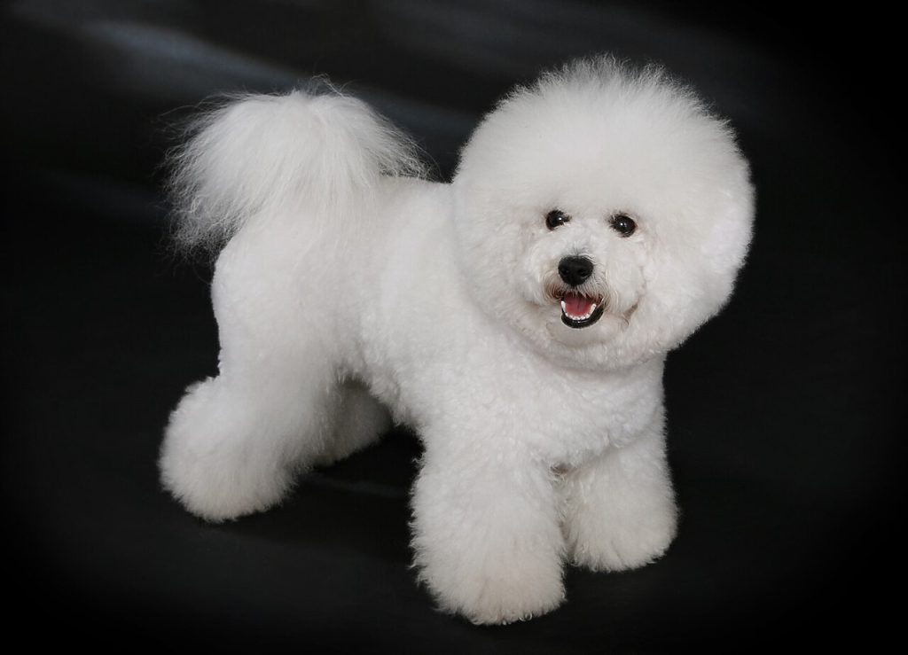 比熊犬