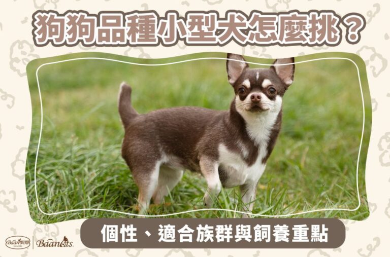 狗狗品種小型犬