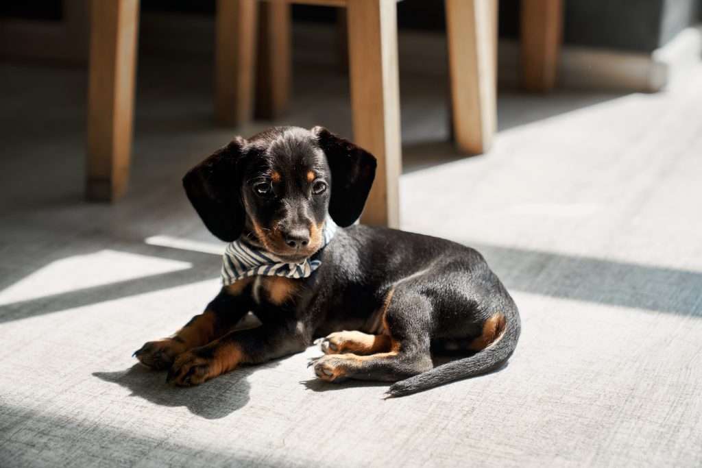 臘腸犬