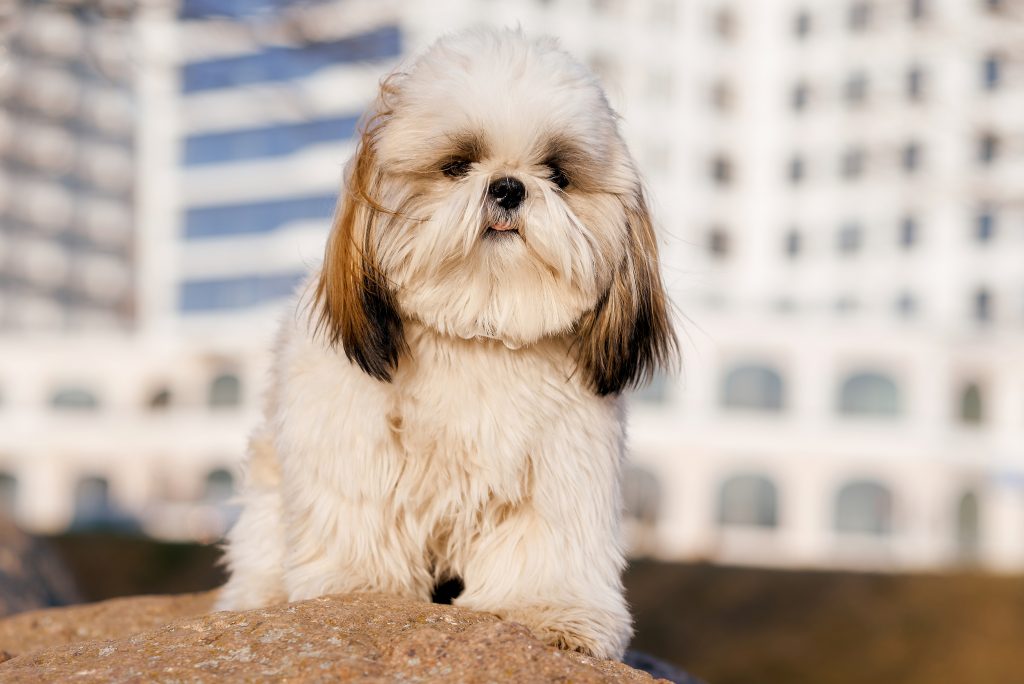 西施犬