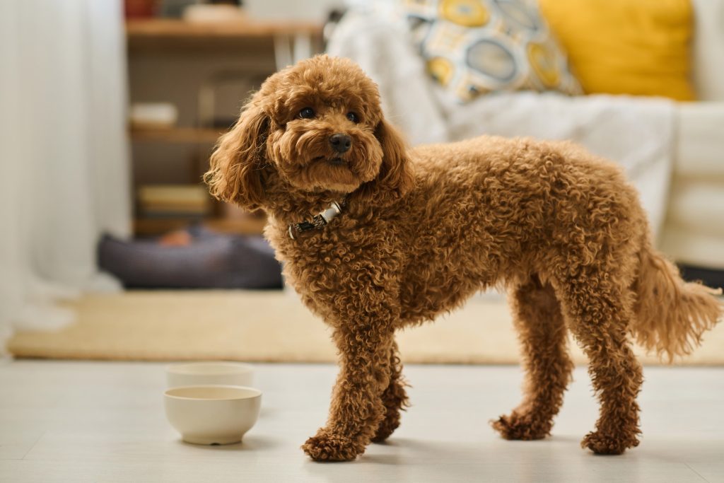 貴賓犬