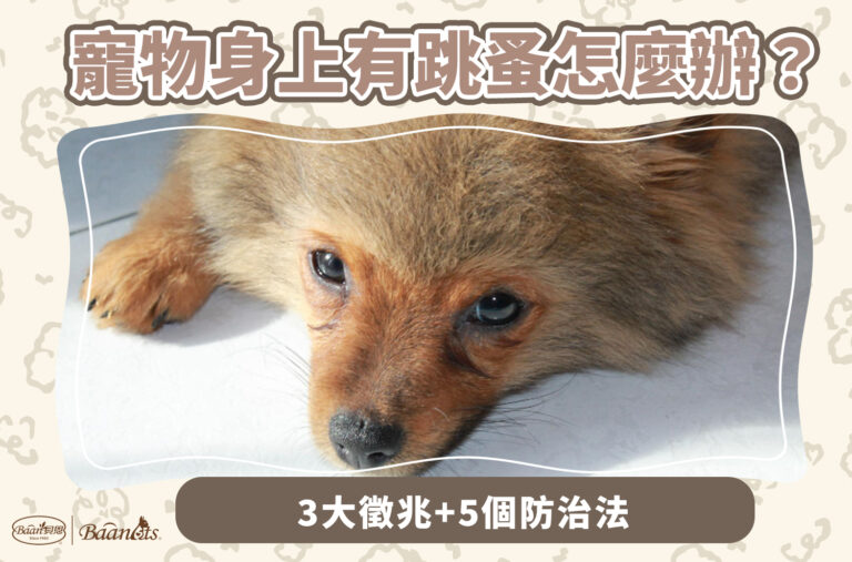 寵物身上有跳蚤怎麼辦